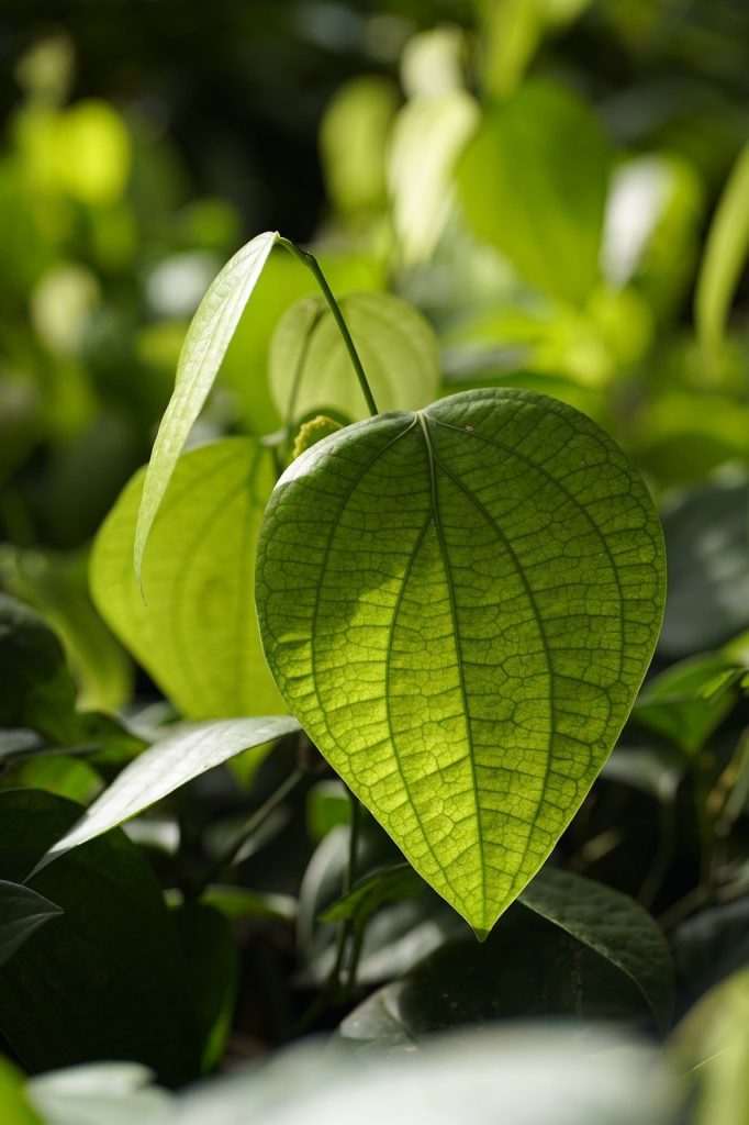 black peppercorn, pepper plant, plant-8337820.jpg