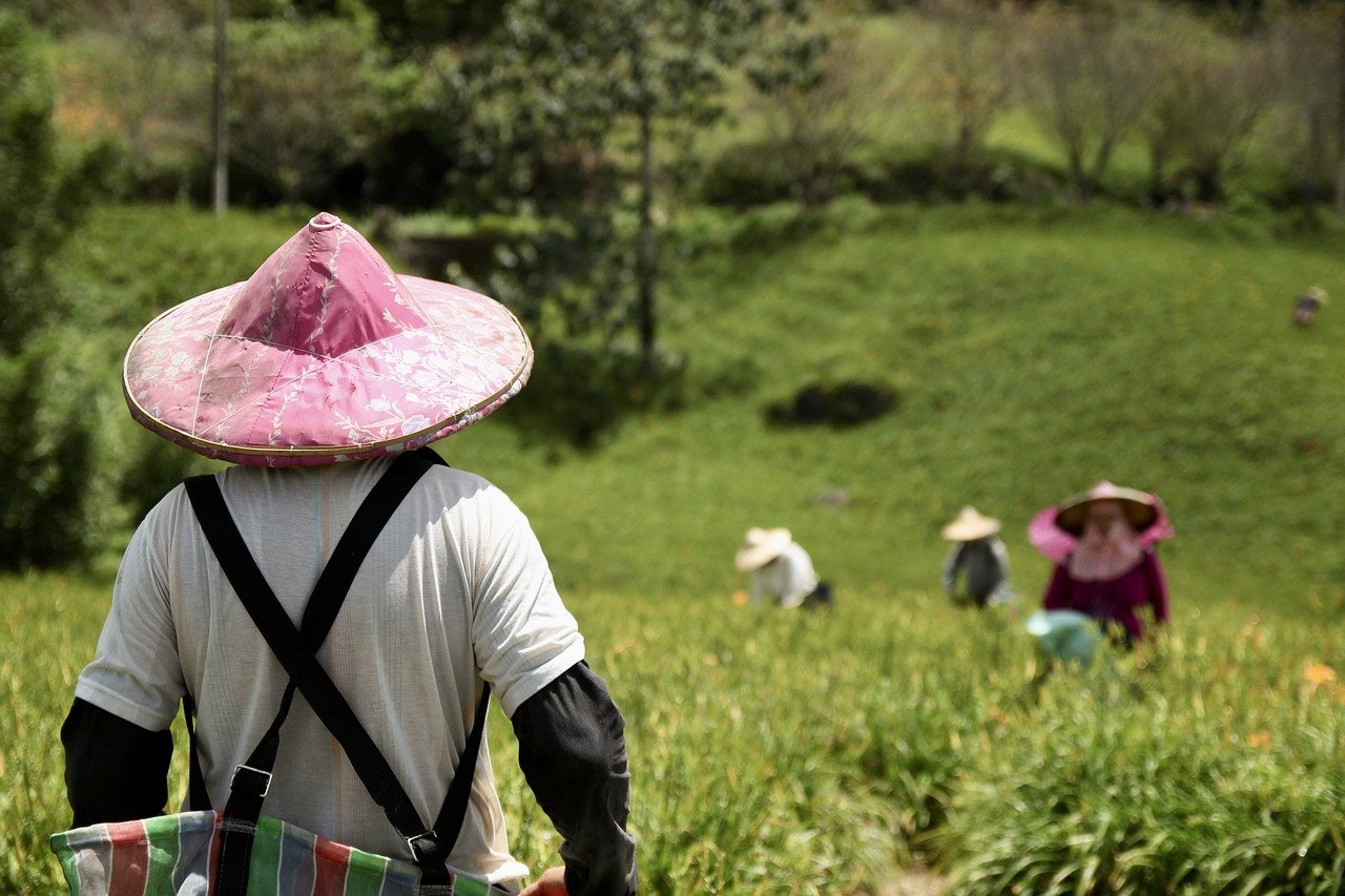 farmer, agriculture, fields-8294716.jpg