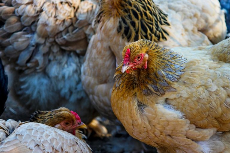 chicken, gallus, chicken farm, poultry, nature, hen, country life, free range, bird, farm yard, proudly, feathers, portrait, chicken coop, chicken run, beak, easter, domestic chicken, plumage-4047081.jpg