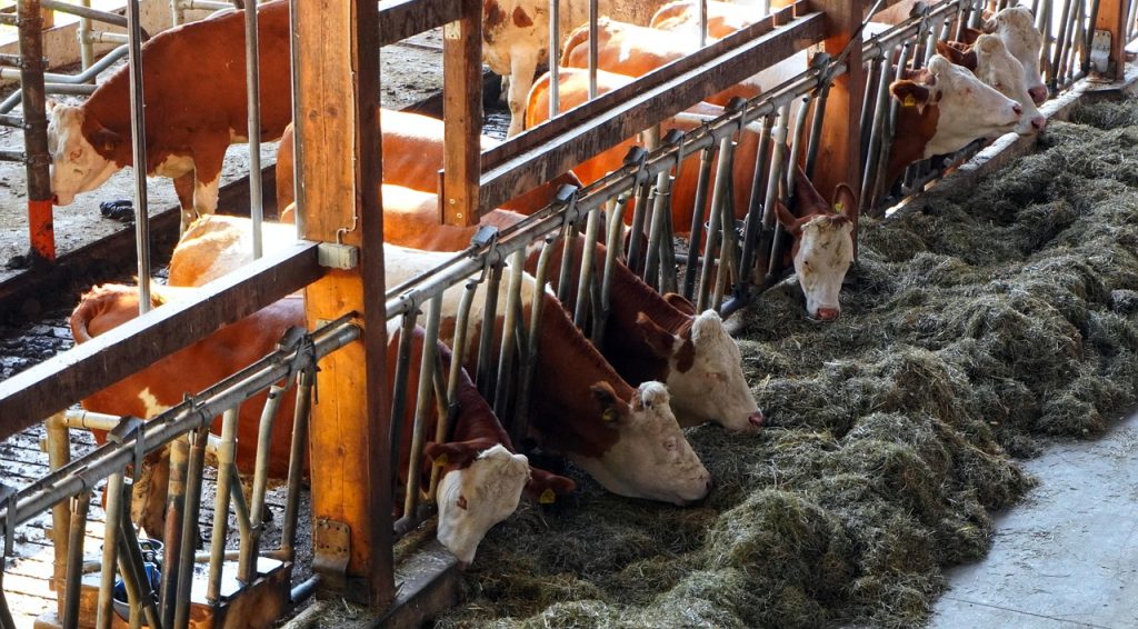 cowshed, farm yard, cows, barn, cattle, agriculture, dairy cattle, cowshed, cowshed, cowshed, cowshed, farm yard, cows, cattle, cattle, cattle, cattle, cattle, dairy cattle-4464199.jpg