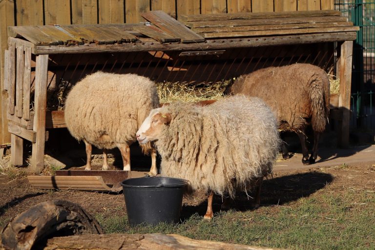 sheep, manger, feeding, sheep wool, wool, farm yard, farm animal, cattle, mammal, manger, manger, manger, manger, manger-4925368.jpg