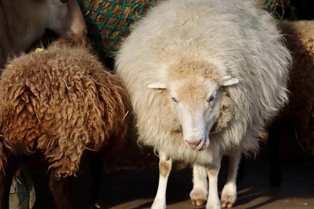 sheep, sheep wool, ruminant, mammals, wool, court, barn, black-and-white-9292192.jpg