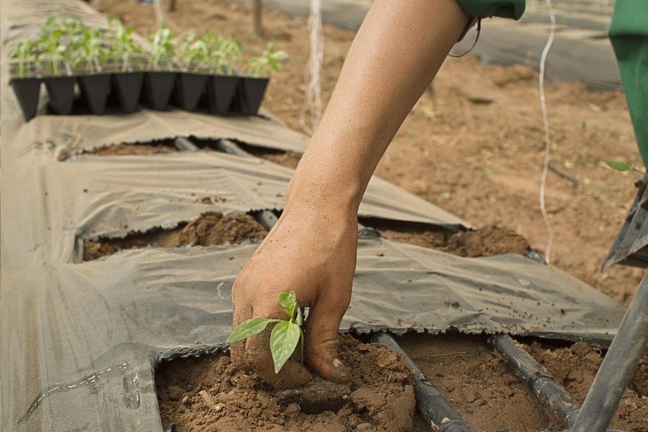 agriculture, organic, farm, power, vegetables, agricultural, peasant, farmer, peasant, peasant, peasant, peasant, peasant, farmer-2382186.jpg