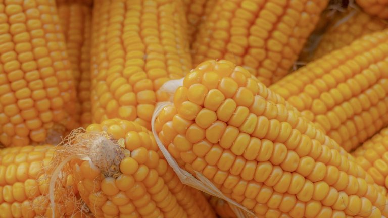 corn, vegetable, harvest, grain, seed, food, nature, farm, agriculture, plant, healthy, diet, natural, organic, nutrition, ingredient, corn, corn, corn, corn, corn-7757061.jpg