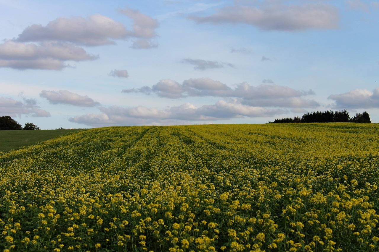 green manure, yellow mustard, biological, fertilizer, field, agriculture, soil activator, fall, blossom, bloom, yellow, mustard, landscape, nature, cultivation, plant, rural-4536871.jpg