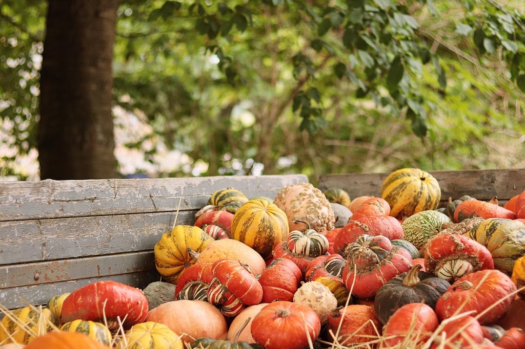 pumpkins, vegetables, harvest, fall, autumn mood, thanksgiving, seasonal, organic, agriculture, fall, thanksgiving, thanksgiving, thanksgiving, thanksgiving, thanksgiving-7545052.jpg