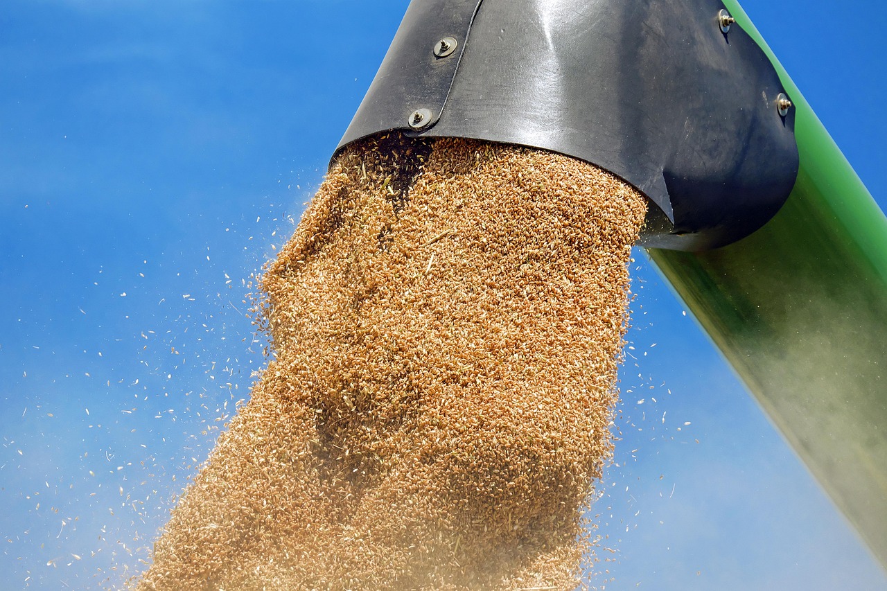 wheat, grain, wheat grains, harvest, agriculture, wheat, wheat, wheat, wheat, wheat-1508654.jpg