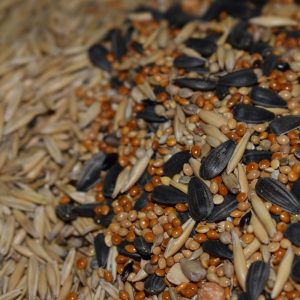 cereals-seeds-oats-oatmeal-corn-grains-seed-sunflower-nutritious-feed-mixture-4983794 cereals, seeds, oats, oatmeal, corn, grains, seed, sunflower, nutritious, feed, mixture-4983794.jpg