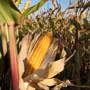 cornfield-corn-on-the-cob-corn-zea-mays-grain-food-fall-kukuruz-cultivated-corn-ripe-plant-piston-forage-corn-nature-agriculture-972283 cornfield, corn on the cob, corn, zea mays, grain, food, fall, kukuruz, cultivated corn, ripe, plant, piston, forage corn, nature, agriculture-972283.jpg