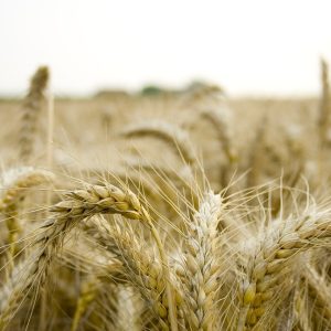 field-farm-grain-organic-paddy-natural-ripe-paddy-paddy-paddy-paddy-paddy-6809045 field, farm, grain, organic, paddy, natural, ripe, paddy, paddy, paddy, paddy, paddy-6809045.jpg