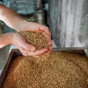 malt-beer-production-barley-brewery-drinks-malt-malt-malt-malt-malt-barley-brewery-brewery-brewery-4950433 malt, beer, production, barley, brewery, drinks, malt, malt, malt, malt, malt, barley, brewery, brewery, brewery-4950433.jpg
