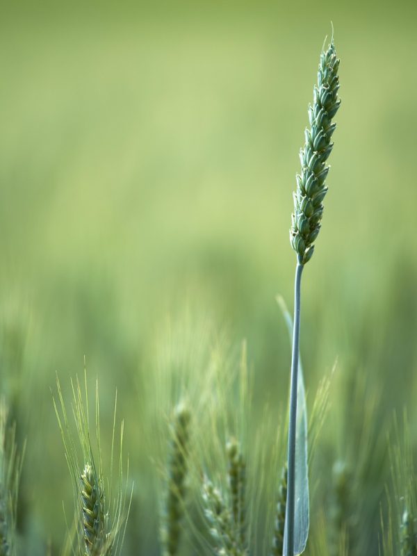 wheat-field-cereal-plant-field-agriculture-green-farming-nature-wheat-field-field-agriculture-agriculture-agriculture-agriculture-agriculture-green-farming-farming-farming-nature-6581723 wheat field, cereal plant, field, agriculture, green, farming, nature, wheat field, field, agriculture, agriculture, agriculture, agriculture, agriculture, green, farming, farming, farming, nature-6581723.jpg