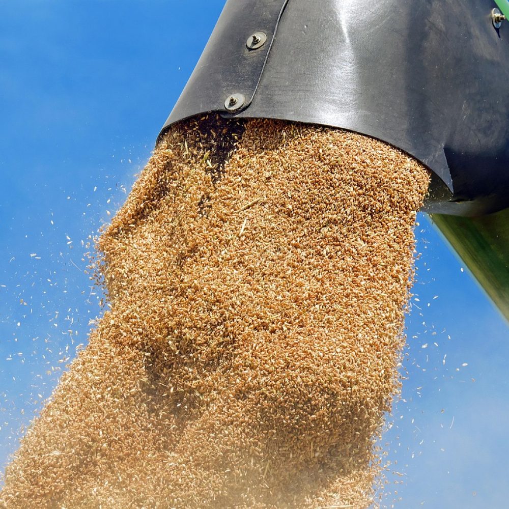 wheat, grain, wheat grains, harvest, agriculture, wheat, wheat, wheat, wheat, wheat-1508654.jpg